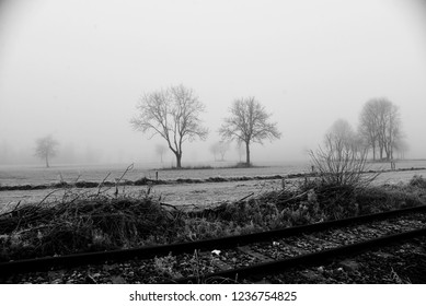trees in the landscape