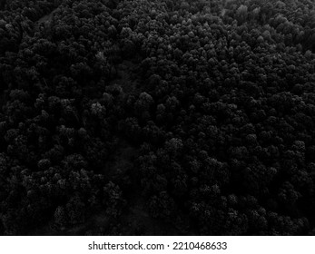 Trees Landscape Dron Forest Background