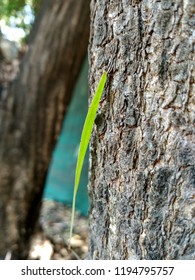 Trees and leaf