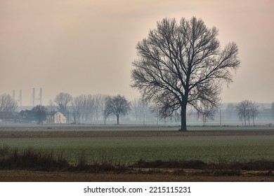 Trees with leafless branches in a foggy countryside