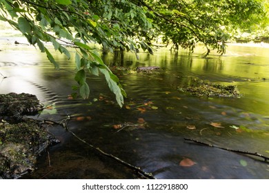 Trees Leaning Over A River.  Old Stone Fort State Archaeological Park, Manchester, TN, USA.