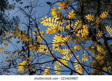 Trees And Leaves In The Season Change