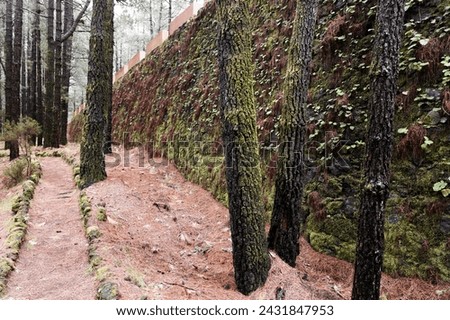 Trees with lichens and moss in a subtropical forest. Canary Islands, canary pine trees.