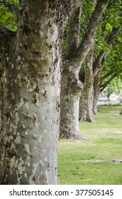 Trees In Line