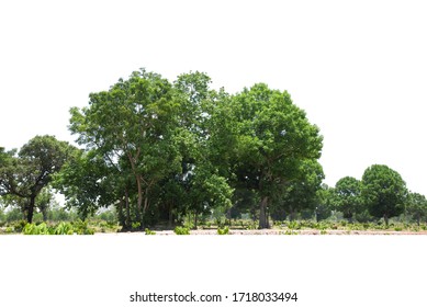 Trees Line Isolated On A White Background