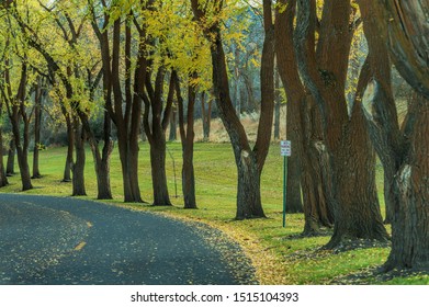 Tree's Line The Narrow Road Into Moore Park In Klamath Falls, Oregon