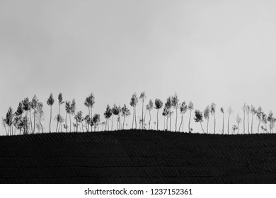 Trees line up on the hill