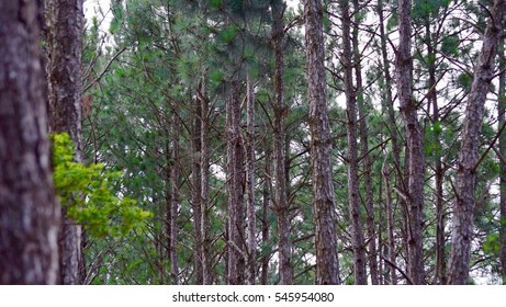 Trees lined up in forrest