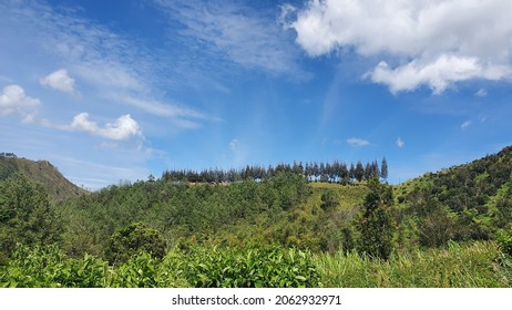 Trees lined up on the hill
