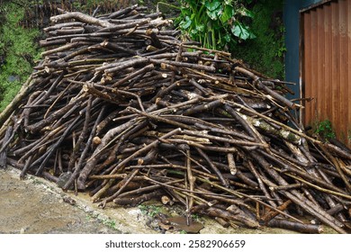 trees log on the ground 
