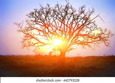 Trees longer life. Death at sunset on colorful sky background and sun flare effect.