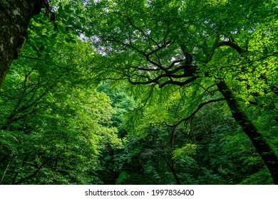 Trees Looking Up From Shirakami Sanchi