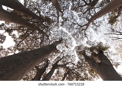 Trees low angle view