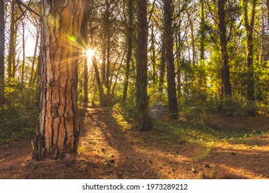 Trees in a magic forest