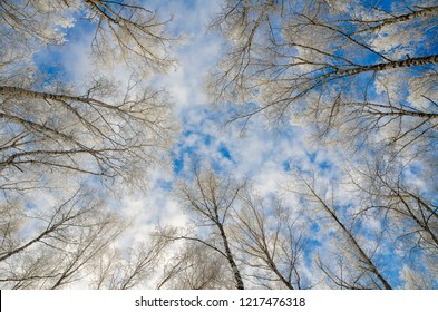 Trees in a magnificent frost on a clear winter day against the background of blue sky. Bottom-up view. Seasons, nature, backgrounds concept. - Powered by Shutterstock