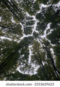 trees making a good pattern into the sky