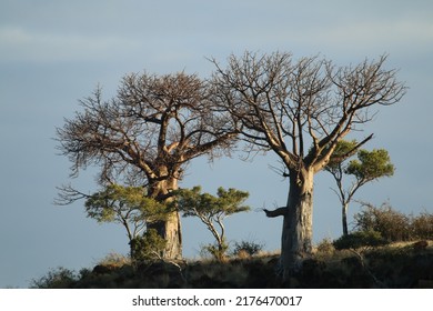 Trees In Mapungubwe National Park