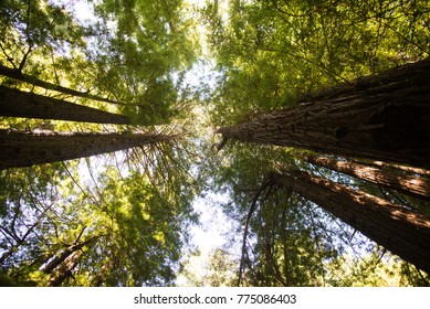 Trees In Mendocino