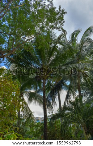 Trees in the middle of the Townsquare
