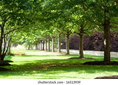 Trees In Millennium Park