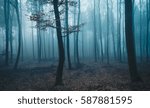 Trees in Mist 