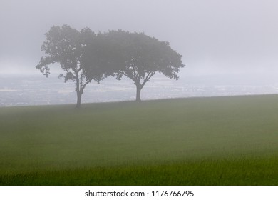 Trees in the mist