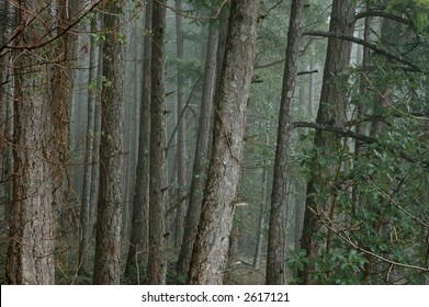 Trees in the mist