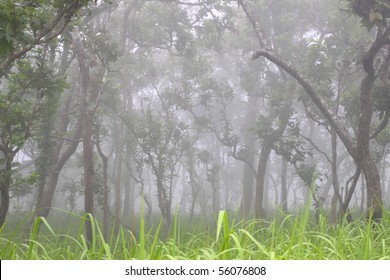 the trees in the mist