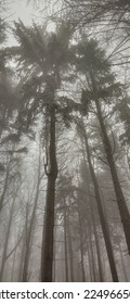 Trees in the misty forest.