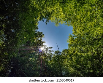 Trees in mixed forest from frog perspective