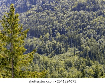 Trees in the mixed forest in spring