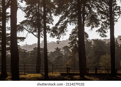 Trees At Monsanto Forest Park