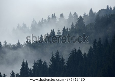 Trees in morning fog on mountain. Spruce trees