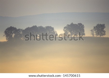 Trees in morning fog over Scenic Highway US Route 219, WV