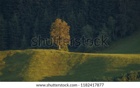 Similar – Image, Stock Photo morning sunshine through pine tree in mist