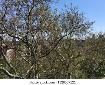 Trees In Morningside Park, New York City, On A Spring Day With Trees In Bloom.