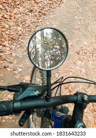 trees in the morror's reflection