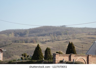 Trees in the mountain