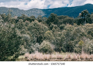 Trees and mountain