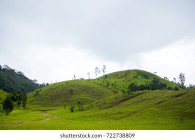 trees and Mountain
 