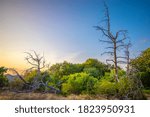 Trees in the mountain forest