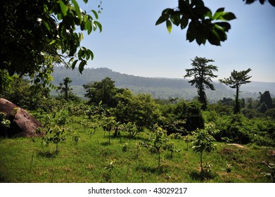 trees in the mountains