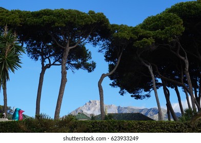 Trees and mountains