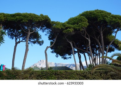 Trees and mountains