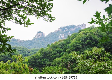 Trees in the mountains