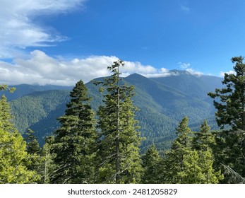 Trees with mountains in background