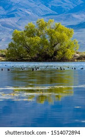 Trees And Mountains In Central Californian Wetlands (swamp/bog), Near The Sierra Nevada Mountain Range. Clouds In The Sky.