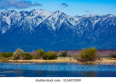 Trees And Mountains In Central Californian Wetlands (swamp/bog), Near The Sierra Nevada Mountain Range. Clouds In The Sky.