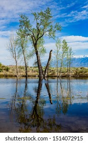 Trees And Mountains In Central Californian Wetlands (swamp/bog), Near The Sierra Nevada Mountain Range. Clouds In The Sky.