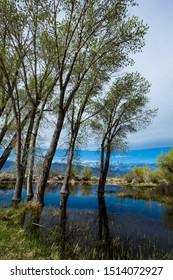 Trees And Mountains In Central Californian Wetlands (swamp/bog), Near The Sierra Nevada Mountain Range. Clouds In The Sky.